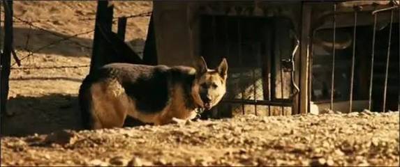 狼狗的电影,关于狼狗的老电影  第1张