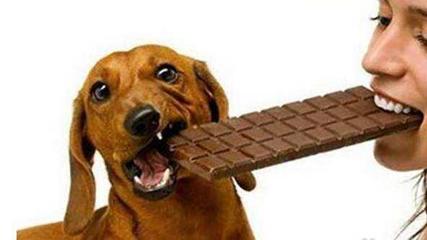 巧克力能喂狗吗,巧克力能喂给狗狗吃吗蚂蚁庄园