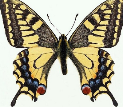 蝴蝶的资料,蝴蝶兰的资料  第2张